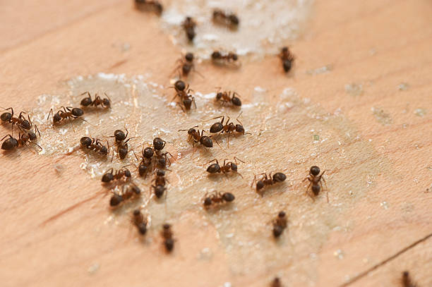 Best Exterminator Services  in Walker, MI